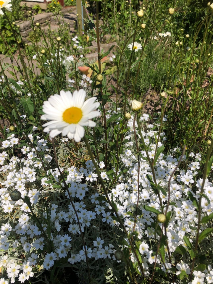 Staude, Margueritte