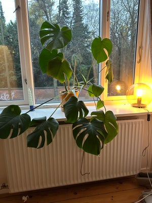 Monstera, Monstera comes with the pot

Selling because of moving

Pick up in Nørrebro