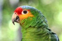 Papegøje, Gulkindet Amazone, 0 år