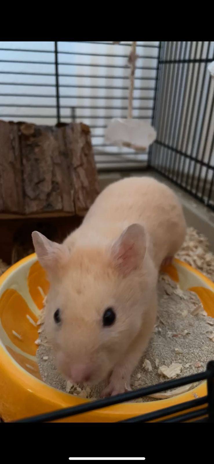 Hamster, Guldhamster , 1 år