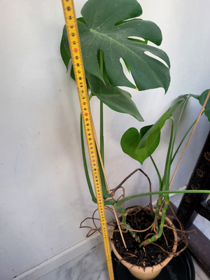 Stueplante, Monstera, 1 meter højt