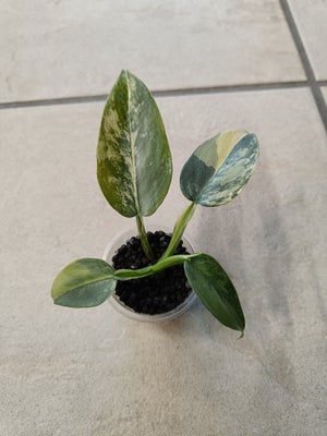 Philodendron, Silver sword variegata, Fin lille plante med flot variegation