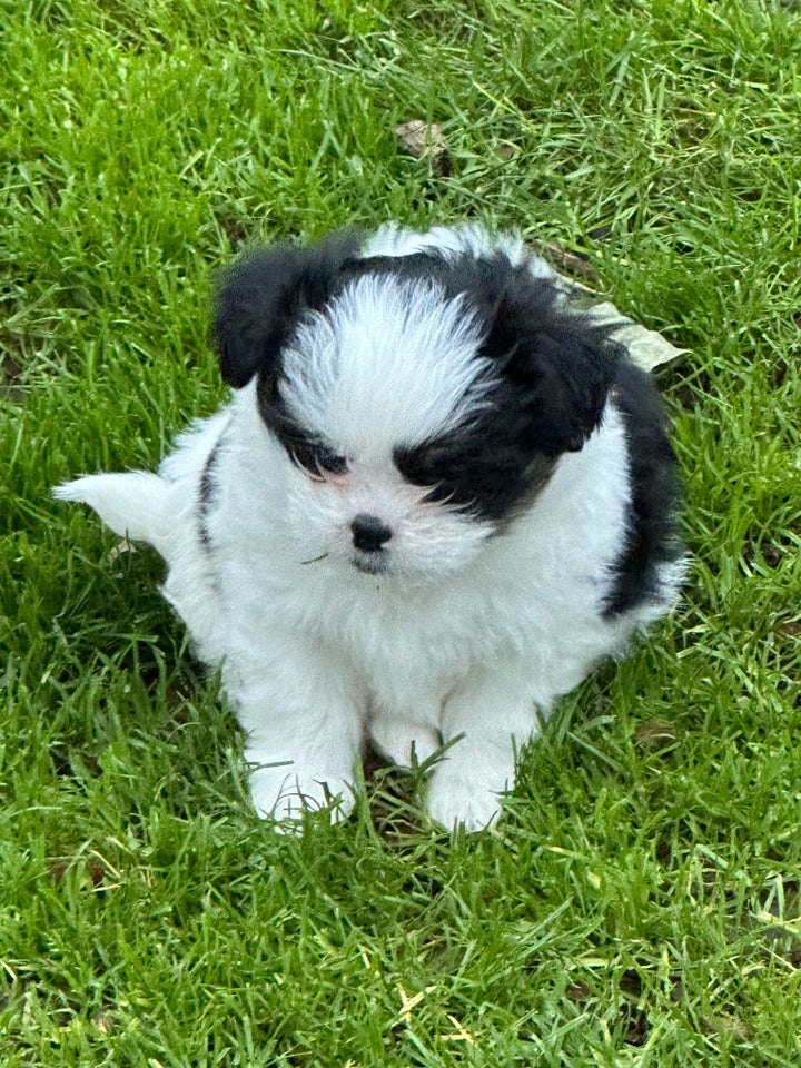 Shih Tzu