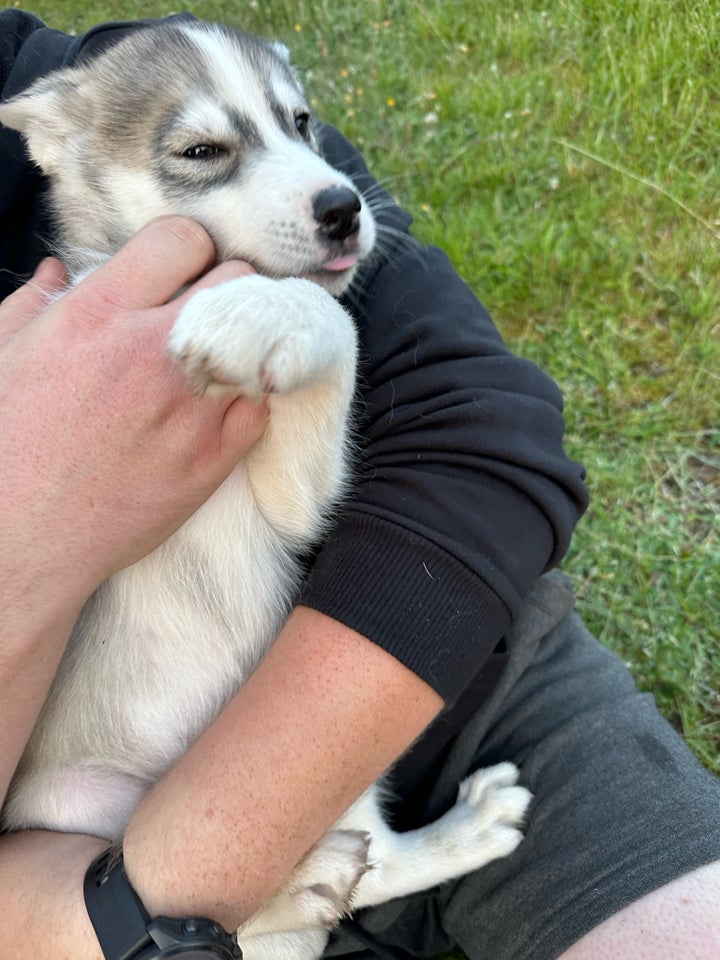 Dejlig husky malamute dreng