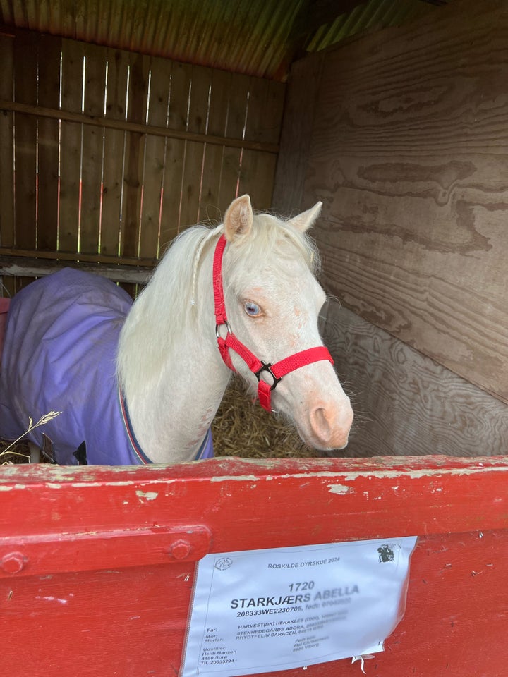 Welsh pony og Cob, hoppe, 2 år