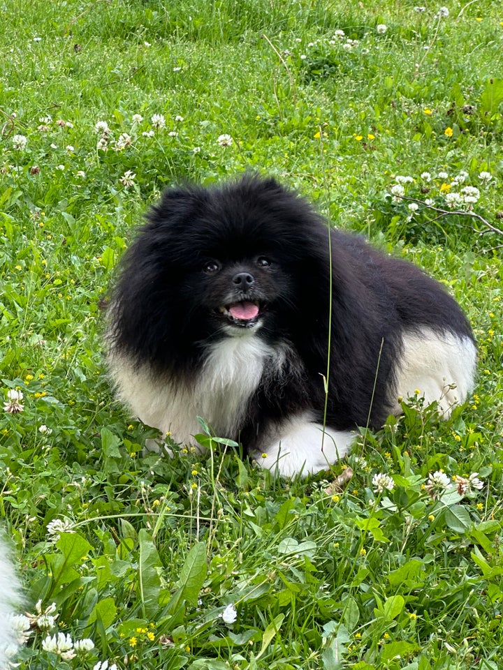 Pomeranian