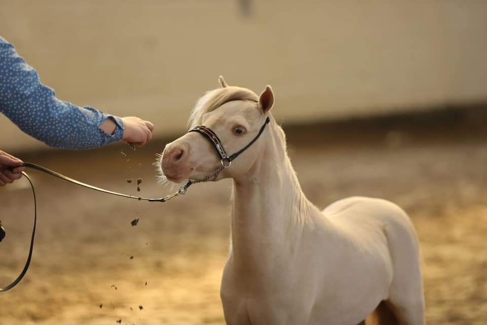 Amerikansk miniaturehest, hoppe, 17 år