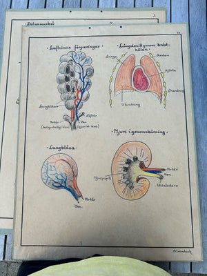 Anskuelsestavle skoleplanche, Strömbeck, motiv: Kroppen, b: 50 h: 67, 100kr stk
Skole planche tavle 