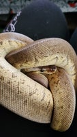 Slange, Konge python