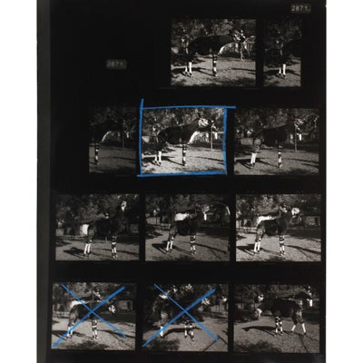 S/h analogt fotografi, Simon Starling, motiv: "The Gold-Toned Okapi / Test", 2006, b: 24 h: 30,8, Or