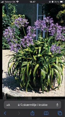 Staud, Agaphantus, Flot agaphantus også kaldt afrikansk skærm lilje i farven blå/lilla.

De er i en 