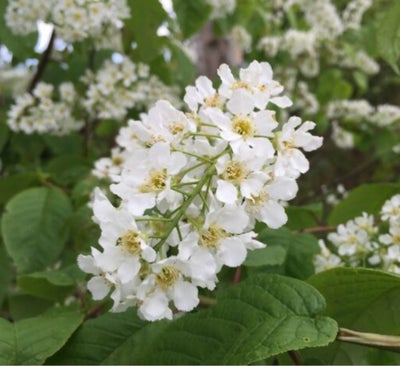 Majtræ, 2 m. 6 år. Bytter/sælger majtræ. Blomstrer med hvide blomster klaser i maj. Ca 2 m. Har lave