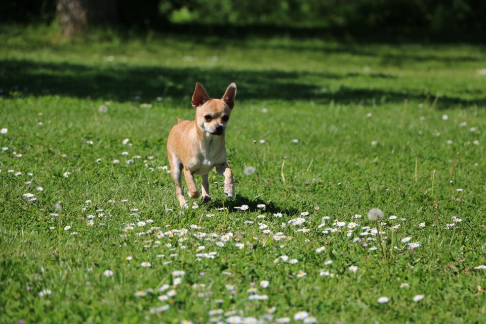 Chihuahua hanhvalp med DKK-stambog