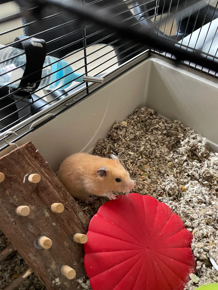 Hamster, 1 år