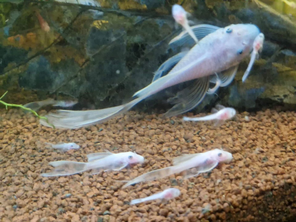 Snow White longfin