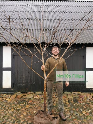 Æbletræer, Fillippa, Store Fillippa æbletræer på mm106 grundstamme sælges. Nuværende salgshøjde er c