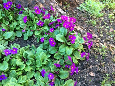 Staude , Pudeprimula, Primula juliae hybrid ”Wanda”
Den blomstrer år efter år i april-maj.
Højde 10-