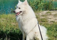 Japansk Spidshund uden stamtavle tilbydes til p...