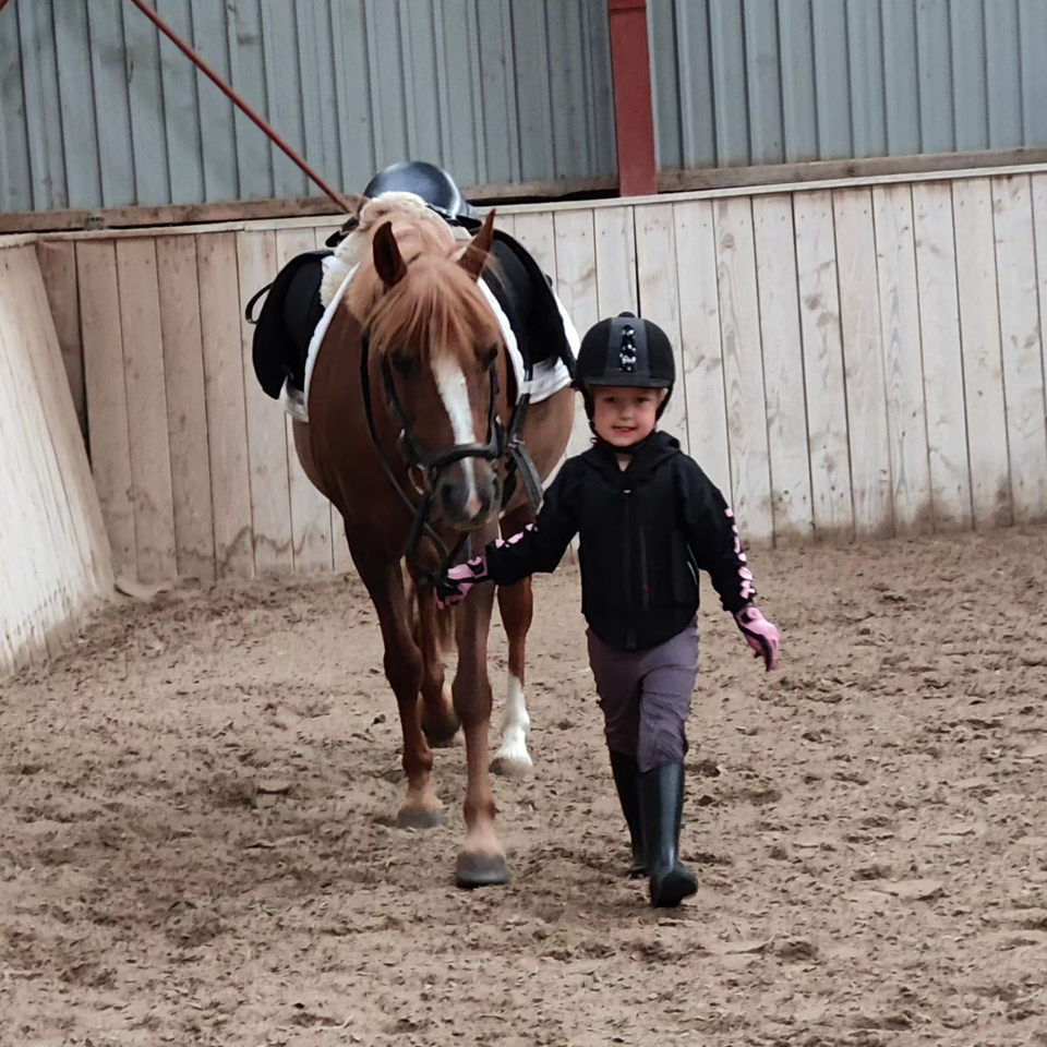 Anden race, hoppe, 14 år