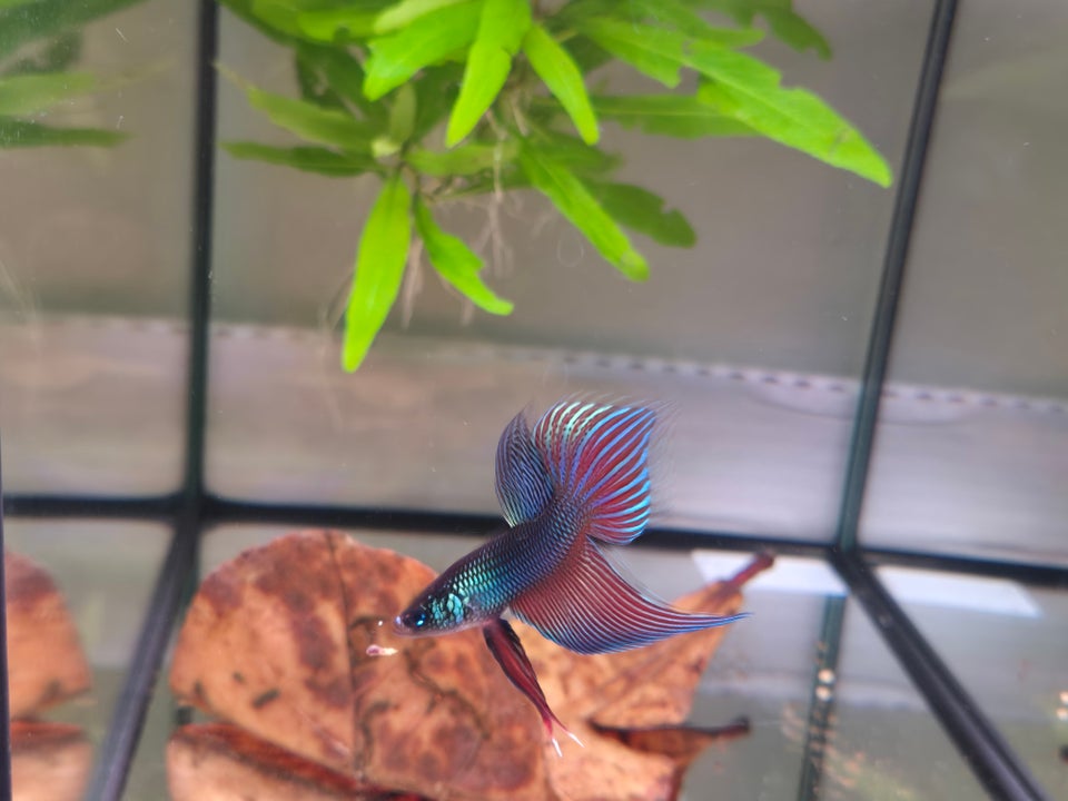 Betta Smaragdina, 1 stk.