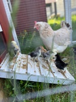 Skruk hønemor med 7 kyllinger (14 dage)