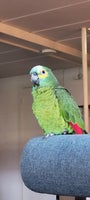Papegøje, Blå pandet amazone papegøje, 6 år