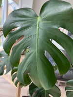 Monstera Fingerfilodendron