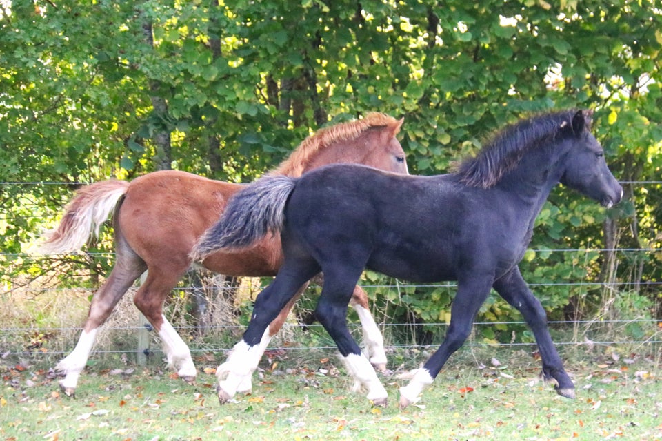 Welsh, hingst, 0 år