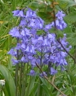 Løg og knolde, Forår, Bluebells, Klokkeskilla – 20 kr.
Hyacinthoides hispania. Stor potte med store 