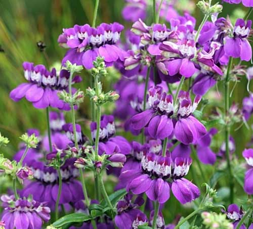 Collinsia Chinese Houses *1340, frø, Collinsia