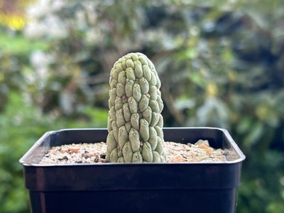 Sukkulent, Larryleachia cactiformis, L. cactiformis. Ø 2 cm. 

DAO kr. 46 til pakkeshop, eller 55 kr