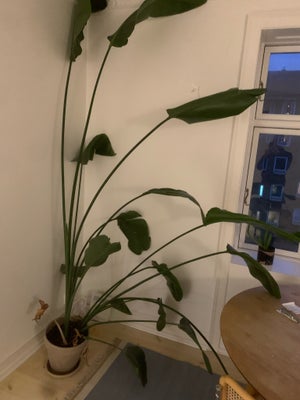 Palme strelitzia nicolai , strelitzia nicolai, Flot høj palme med potte. Den er over 2 meter og triv