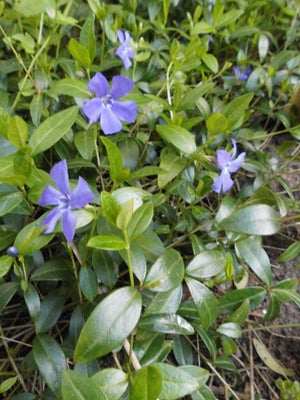 Vinca Bunddække, 
Bunddække. Vinca
Hårdfør plante med blå blomster.
Grøn hele året.


Pris pr. plant