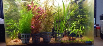 Planter, Akvarieplanter, 5 bundter lige til at plante i bundlaget, hvor de hurtigt udvikler rødder.
