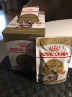 Kattefoder, Royal Canin vådfoder til Maine coon