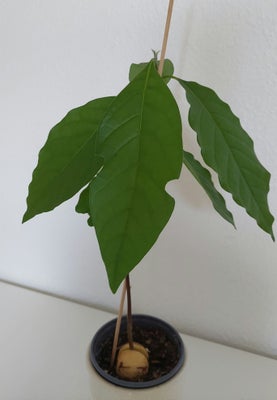 Stueplante, Avokado træ, Plante er cirka 50 cm høj. 
Plastik krukker medfølger.