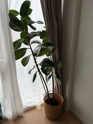 Figenplante inkl. potteskjuler, Ficus Elastica Robusta, Har set bedre dage da den desværre er væltet