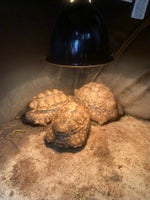 Skildpadde, Leopard skildpadder