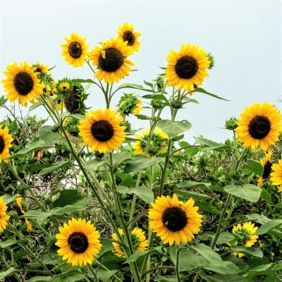 Solsikke Henry Wilde * 2038, frø, Helianthus annuus, Henry Wilde producerer store 18 til 28 cm gule 