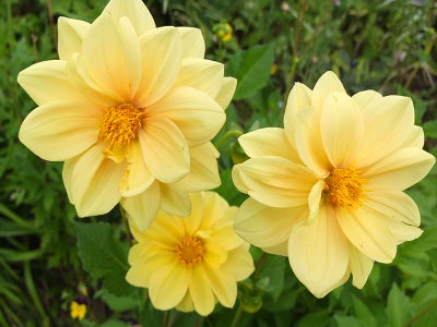 Frø, Dahlia, lysegul, Smukke lysegule og enkelte let abrikosfarvede blomster på ca. 60-70 cm. høje s