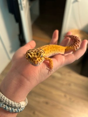 Gekko, Leopardgekko, Ca. 1 år gammel 
Meget tam og fungere godt med andre af samme race. 
Inkl. terr