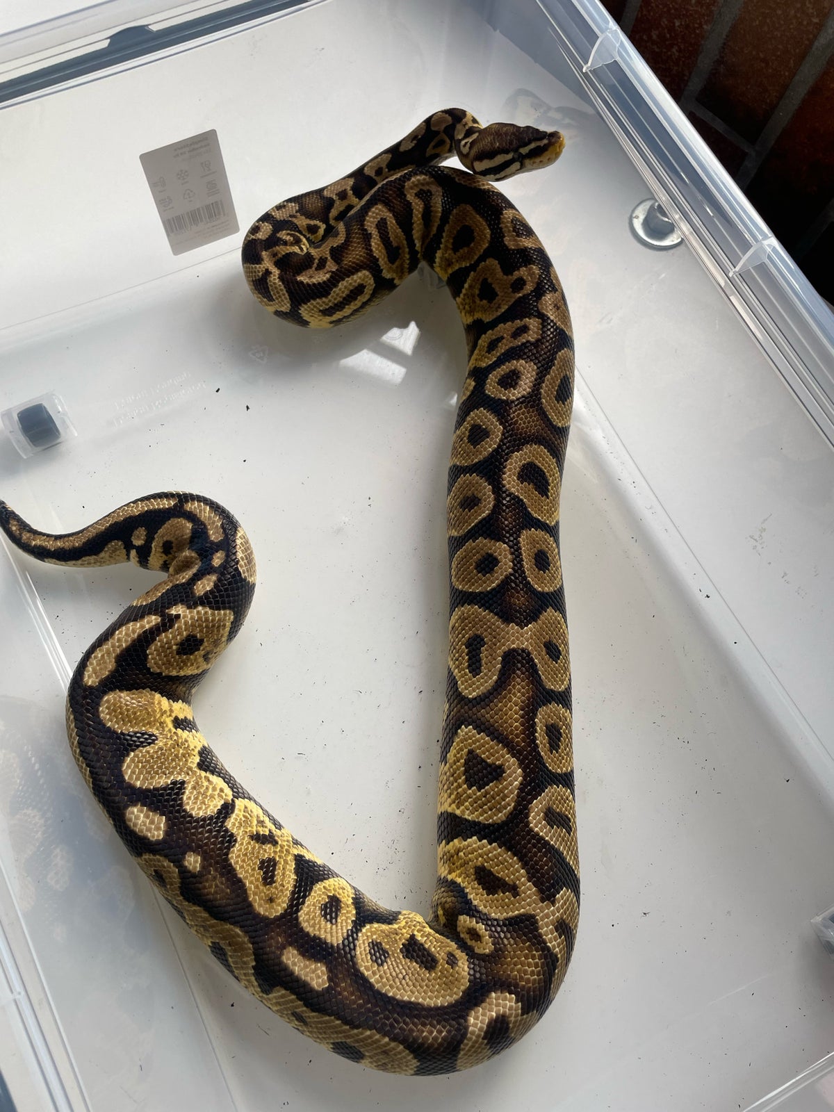 Slange, Konge Python avls samling