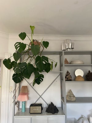 Stueplante, Monstera, Kæmpe monstera stueplante. Afhentes på Østerbro 