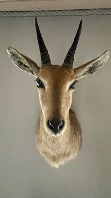 Udstoppede dyr, Grå rørbukantilope