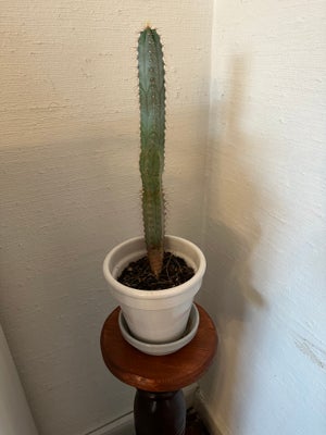 Kaktus, Fin høj kaktus ca. 45 cm sælges for kr. 100,-
