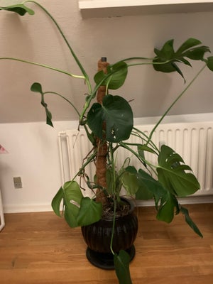 Monstera deliciosa , Monstera Deliciosa, Potte og det hele medfølger 
Sælges grundet flytning 
Er åb