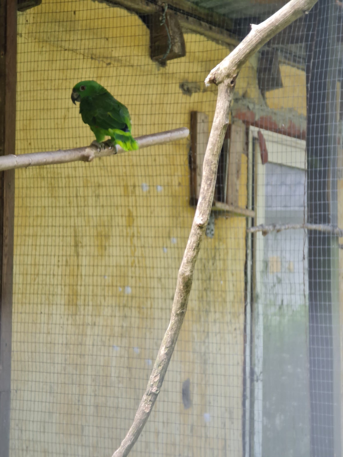 2 stk Armazon papegøje fra sidste sommer