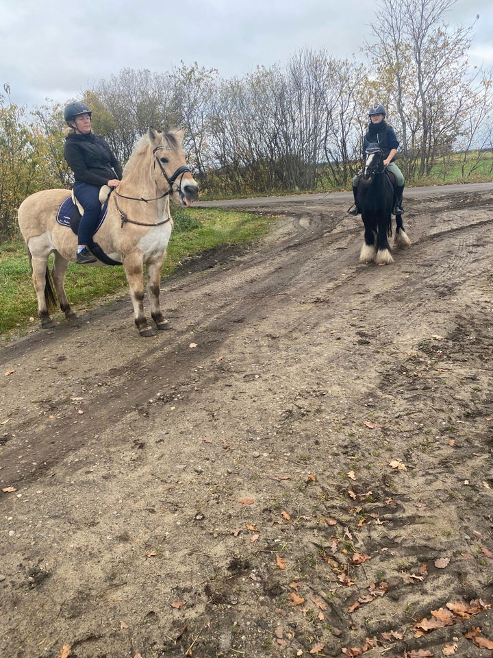 Irish Cob, hoppe, 6 år