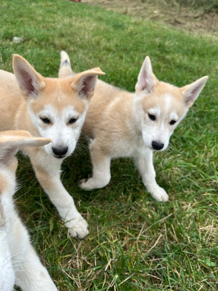 Hvalpe, blanding af Malamute/hvid schæfer/ulvehund