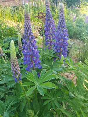 Staude, Lupiner, Smuk blå/lilla farve. Blomstrer fra maj-juli. 
Bliver ca. 50 - 60 cm høje.

Planter
